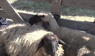 Satul s-a mutat la oraş, la Miercurea Ciuc. Ţăranii le-au arătat orăşenilor cum se fac reţete tradiţionale