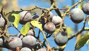 Magiunul de prune, desertul fără zahăr din Ardeal. Cum îl prepară gospodinele