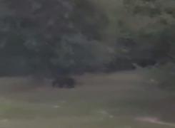 Un urs flămând a băgat spaima în localnicii unei localităţi din Bistriţa Năsăud