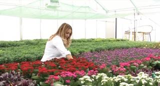 Crizantema, una dintre cele mai căutate plante în această perioadă