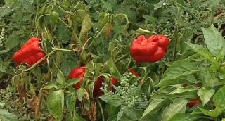 Seceta scumpeşte murăturile. În Dobrogea nu a mai plouat de o lună