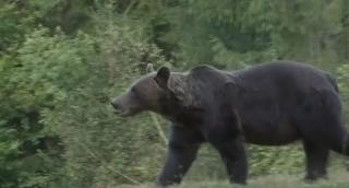 Liber la vânătoare de urși. Animalele nu vor mai fi specie protejată