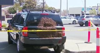 Un şofer din Australia şi-a găsit maşina invadată de mii de albine