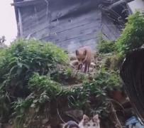 Vulpe fugărită de mai multe pisici flămânde, în Hunedoara