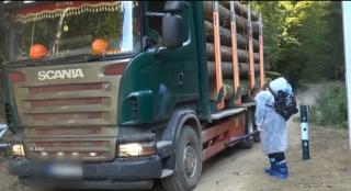 Carantină din cauza pestei porcine, lângă Parcul Naţional Munţii Rodnei