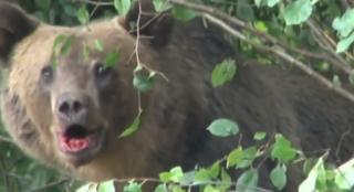 Bărbat din Covasna, sfâșiat de o ursoaică