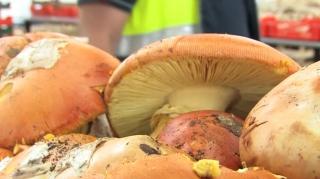 Seceta a crescut preţul hribilor sălbatici