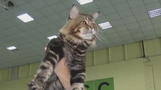 SofistiCAT, un adevărat summit al pisicilor, la București
