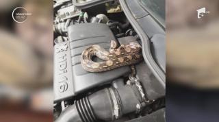 Șarpe boa găsit pe motorul mașinii unui mecanic auto din Franța