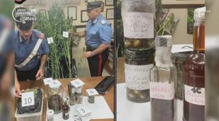Un bucătar italian prins de poliție cu marijuana în casă a avut o explicație hilară