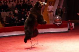 Ursoaice salvate dintr-un circ din Ucraina, mutate în România