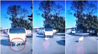 O capră evadează din portbagajul unei maşini, într-un sens giratoriu din Constanţa (Video)