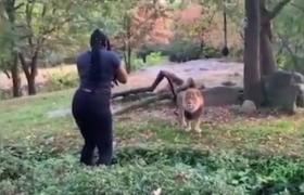 Momente de panică la o grădină zoologică din New York. Un vizitator s-a dus de bunăvoie în cuşca leului