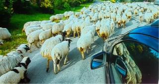 Traficul de pe Autostrada Soarelui, blocat din nou de sute de oi