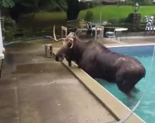 Un elan a decis să se relaxeze noaptea în piscina unei case (Video)