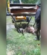 Pompierii militari din Baia Mare au salvat un cal căzut într-un bazin adânc de doi metri