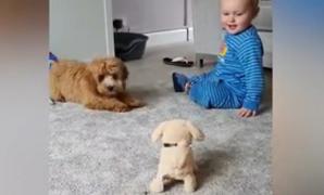 Un câine şi-a găsit rivalul: un alt câine de pluş