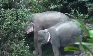 Lecţie impresionantă de solidaritate. Şase elefanţi au murit în timp ce încercau să se salveze unii pe alţii