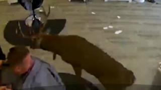 Cerb rătăcit, aventură la coafor