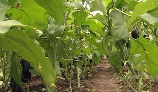 Veşti bune pentru fermieri! Primesc subvenţii când cultivă castraveţi, ardei şi vinete