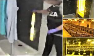 Plantaţie uriaşă de marijuana, descoperită în spatele unei uşi secrete, în cabina de duş, la Cagliari, Italia (Video)