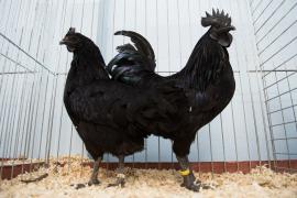 Puiul Lamborghini, noua extravaganţă din bucătărie, costă şi 2.500 de euro exemplarul