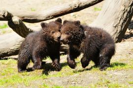 Urs urmărit cu taxiul, pe străzile din Făgăraş (Video)