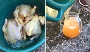 Pui vopsiţi galben pentru a fi vânduţi ca pui de ţară, într-o piaţă din Galaţi