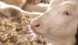 Importăm mâncare din străinătate, în timp ce fermierii români riscă să îşi piardă afacerile