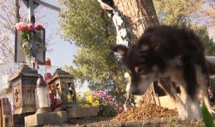 Un câine veghează zi şi noapte locul unde un student din Iași şi-a pierdut viaţa