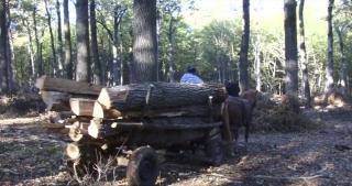 Lemne de foc vândute direct în pădure, în Argeş, iar clienţii primesc bon fiscal