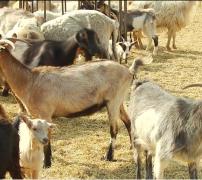 Produsele din lapte de capră, la final de sezon