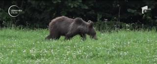 Alertă în Braşov din cauza urşilor