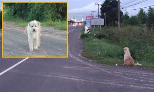 Un câine pierdut a așteptat 4 ani în același loc reuniunea cu stăpânii săi (Video)