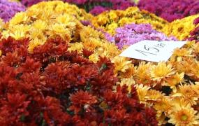 Crizantemele românești au învins crizantemele de import, dar România continuă să importe cantități uriașe de flori