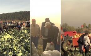 Festivalul verzei, la Frumoasa. Cea mai simplă rețetă pentru varză murată