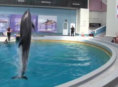 Delfinii din Constanța au început vacanța şi se pregătesc de iernat