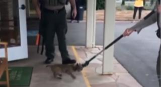 Un linx a intrat într-o școală din statul Oregon. Elevii au tras o sperietură zdravană (Video)