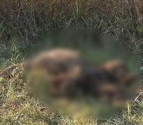 Panică într-un sat din Mureș, după ce localnicii au găsit cadavrul unui urs, într-un șanț