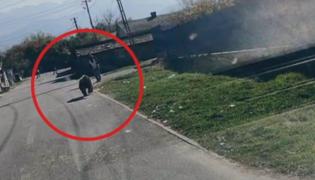 Mărturii după ce un urs a atacat o tânără însărcinată și pe copiii ei, în Brașov: ”Copiii erau speriați”