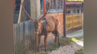 Cerbul care a murit pe stradă, în Câmpulung Moldovenesc, se împrietenise cu localnicii: ”Era blând”