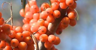 Cătina, bombă de energie şi nutrienţi