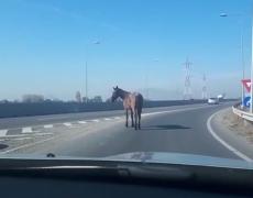 Cal filmat pe centura Brașovului, printre mașini