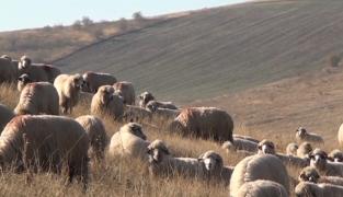 O veche reţetă ciobănească a câştigat teren în bucătăria românească