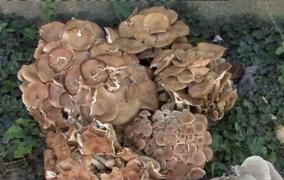 Ciupercile, tot mai puține din cauza secetei. Agricultorii sunt disperaţi