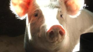 Daea vrea să limiteze la maximum 5 numărul porcilor crescuți în gospodărie