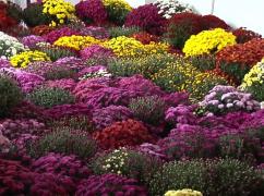 Expoziție cu zeci de mii de crizanteme, la Grădina Botanică din Galaţi