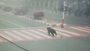 Sistemul Ro-Alert, activat pentru un urs care a ajuns pe străzile din Mediaș