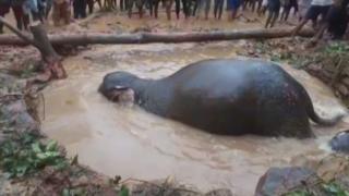Elefant împotmolit într-o mlaștină din India, salvat de oameni (Video)