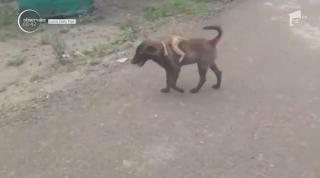 Un pui de maimuță abandonat a fost salvat de pe stradă de un câine, în India (Video)